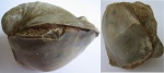 Грифея (Gryphaea) с двумя створками