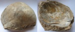 Грифея (Gryphaea) с двумя  сохранившимися створками