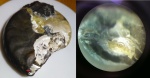 Aconeceras с детенешем?
