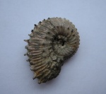 Колючий Kosmoceras