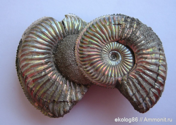 Бронницы, Amoeboceras, Amoeboceras alternoides