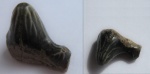 Polyacrodus
