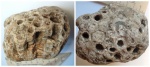 Колония кораллов Actinocyathus