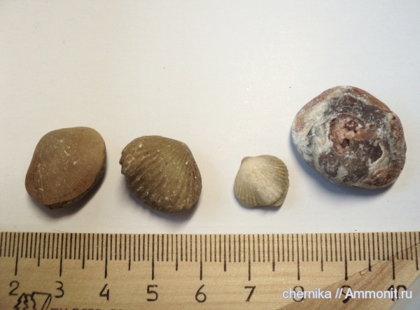 brachiopoda