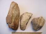 Губки chaetetes