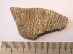 Коралл Syringopora (senu lato)