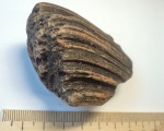 Chaetetes