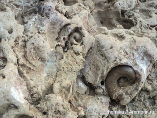 Gastropoda