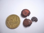 Gastropoda .Еще одно ядро и раковина