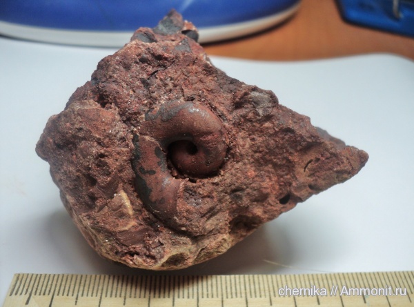 Gastropoda