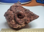 Ядро Gastropoda в ожелезненном известняке Ядро Gastropoda в ожелезненном известняке