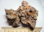 Ядра Gastropoda ,замещенные кальцитом