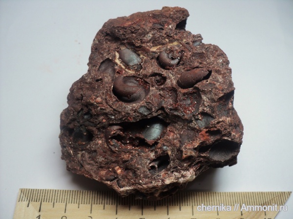 Gastropoda