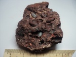 Gastropoda из стенки глинта Gastropoda из стенки глинта
