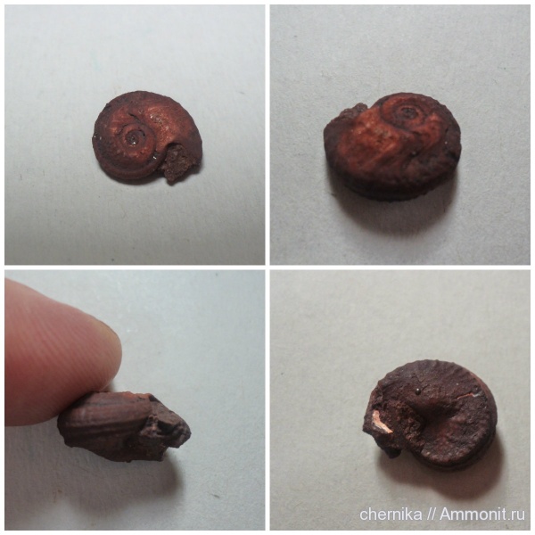 Gastropoda