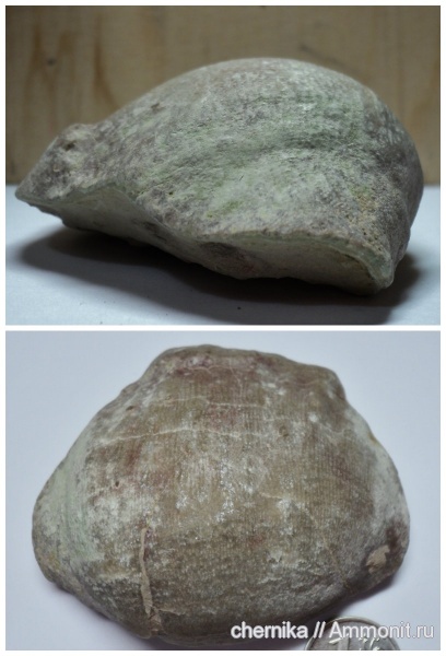 Gigantoproductus