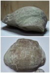 Створка раковины гигантопродуктуса Створка раковины гигантопродуктуса