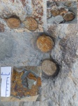 Arenicolites