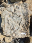 Thalassinoides?