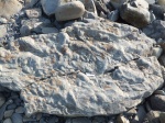 похоже на Thalassinoides