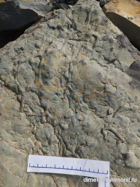 палеоген, ихнофоссилии, Paleodictyon, Paleodictyon gomezi