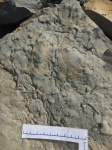 paleodictyon gomezi