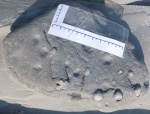 камень с норками arenicolites