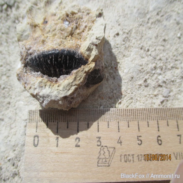 Polyrhizodus