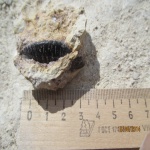 Polyrhizodus concavus (Trautschold)