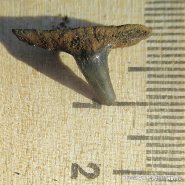 Sphenodus