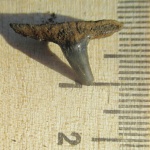 Зуб "Sphenodus" stschurowskii