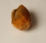 Choristites mosquensis