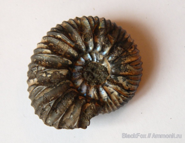 Virgatites, Virgatites pallasianus