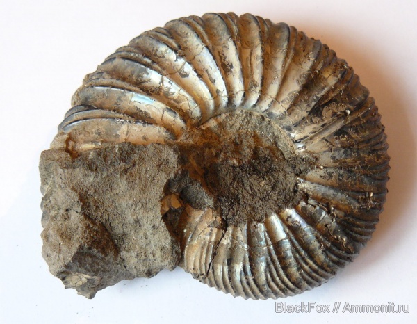 Virgatites