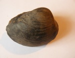 Двустворка Pleuromya egregia Gerasimov, 1955
