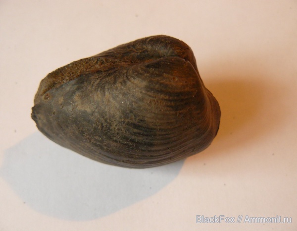 Pleuromya egregia