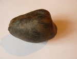 Двустворка Pleuromya egregia (Gerasimov, 1955)