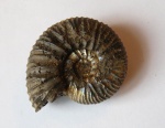 Virgatites pallasianus (d'Orbigny, 1845)