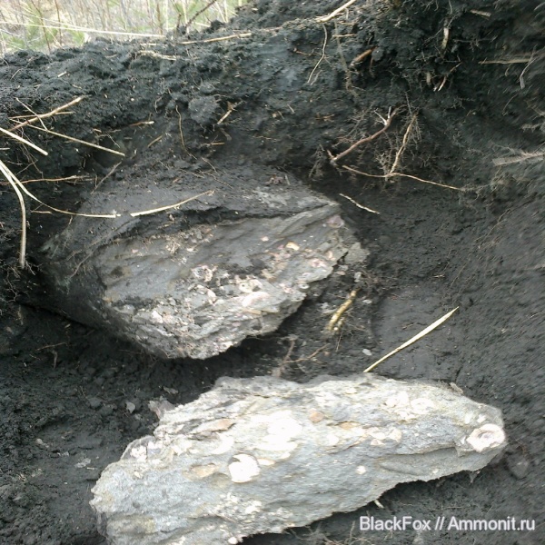 Kachpurites, Kachpurites fulgens, Volgian