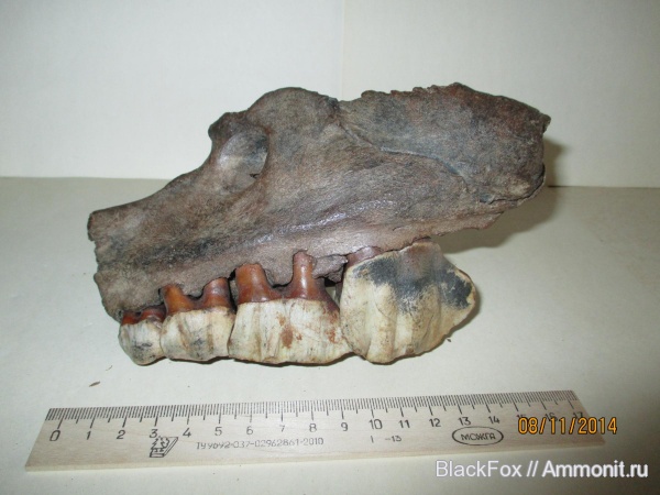Coelodonta antiquitatis