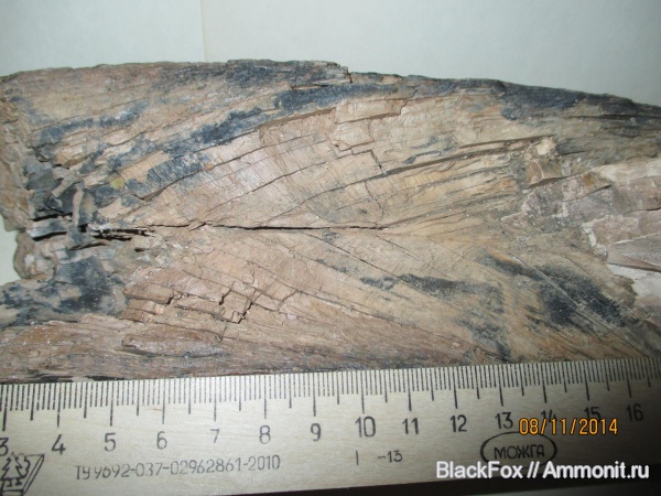 Mammuthus primigenius, Mammuthus