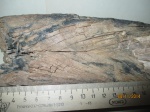 Фрагмент резца мамонта (Mammuthus primigenius)