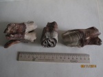 Зубы шерстистого носорога (Coelodonta antiquitatis)