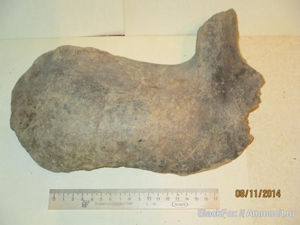 Mammuthus primigenius, Mammuthus