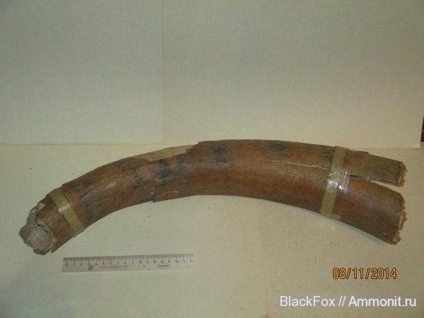 Mammuthus primigenius, Mammuthus