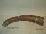 Фрагмент резца мамонта (Mammuthus primigenius)