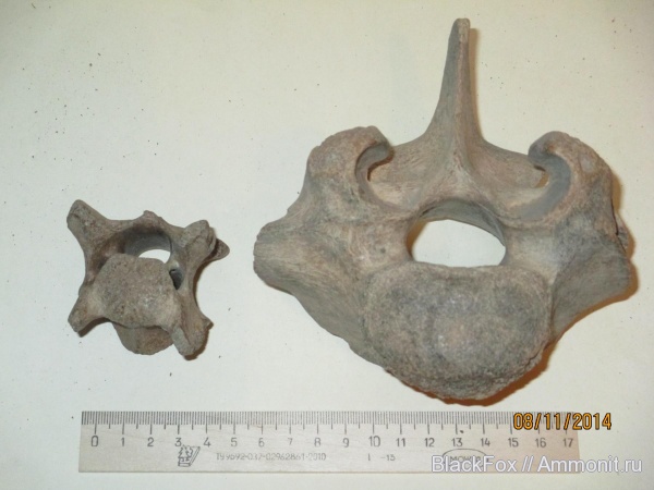 Ruminantia