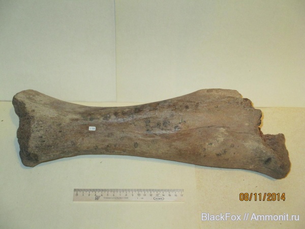 Mammuthus primigenius, Mammuthus