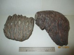 Коренные зубы мамонтов (Mammuthus primigenius)