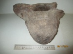 Позвонок мамонта (Mammuthus primigenius)